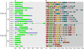 Berbagai komentar terhadap kebangkitan dan kejatuhan seorang tokoh disampaikan. Gene Structure A And Conserved Motif Compositions B Of Ein3 Eil Download Scientific Diagram