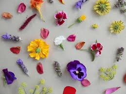 Where to buy edible flowers sydney. A Guide To Edible Flowers Vanilla Almond Shortbread With Eleanor Ozich Lunch Lady