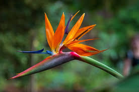 We did not find results for: 30 Prettiest Tropical Flowers Bursting With Color Home Stratosphere