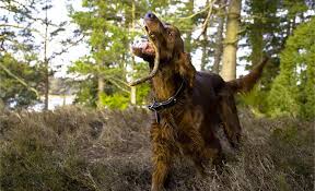 Image result for irský setr