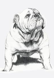 Dogs Bull Dog Art Print By Ruben Pino English Bulldog Art Dog Art Bulldog Art