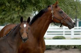 Five Fun Facts Of My Favorite Horse Breeds Thoroughbred Thoroughbred Horse Racing Thoroughbred Horse Horses