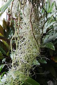 By holicrabe · september 10, 2017. Plantes Epiphytes