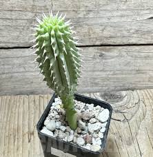 Image result for Hoodia currorii