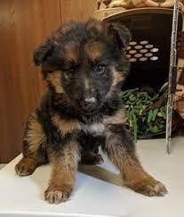German shepherd dogs adopted on rescue me! Sick German Shepherd Puppies Dumped On I 275 Near Monroe