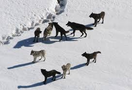 Wolf Facts Gray Wolves Timber Wolves Red Wolves Live