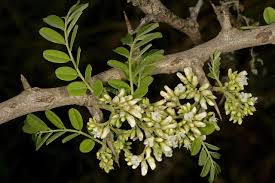 Image result for Dalbergia melanoxylon