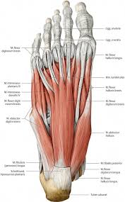 But your stiff ankles might be the achilles heel of your workouts. Resultado De Imagen De Anatomie Des Unterleib Ankle Anatomy Muscle Anatomy Anatomy