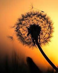 Watch The Best Youtube Videos Online Beautiful Girl Smile Photooftheday Prilaga Instal Flowers Photography Wallpaper Dandelion Painting Amazing Nature