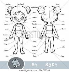 #bodypartsdrawing how to draw human body parts step by step| simple diagram of human body part. Cartoon Visual Vector Photo Free Trial Bigstock