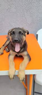 Not sure who to trust but looking to add a. German Shepherd Puppies For Sale Los Angeles Ca 357711