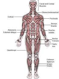 You need to be a good enough reader so that terms like pituitary gland and deltoid don't. Pin On Learn Anatomy Human