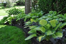 Knowing your first and last frost dates will help you start your vegetable seeds at the right time. The Best Way To Prep For Summer Embrace A Shade Garden The Kansas City Star
