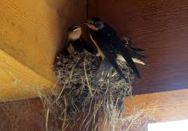 Barn Swallow Birds That Make Mud Nests Lots Of Barn Swallow Chicks Being Fed Now Barn Swallow Barn Swallow Chicks Barn