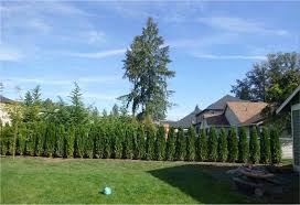 Emerald Green Arborvitae