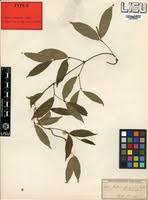 Image result for Gnetaceae