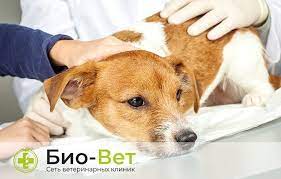 chto delat esli sobaka otravilas pishevoe otravlenie u sobaki