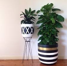 Indoor Plants Hire Melbourne Painted Plant Pots Indoor Plant Pots Indoor Flower Pots