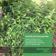 Butterfly Bush Honeysuckle Butterfly Bush Landscaping Inspiration Shrubs