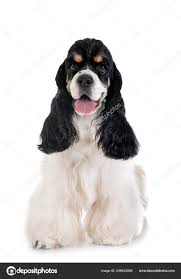 Image result for americký kokršpaněl