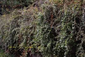 Image result for Lycium pilifolium