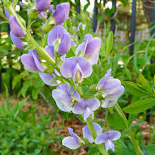 Image result for Baphia speciosa