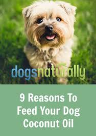 Top 7 Reasons To Use Coconut Oil For Dogs Coconut Oil For Dogs Oils For Dogs Coconut Oil For Fleas