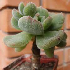 We did not find results for: Echeveria Pulvinata Frosty Cuidados Y Caracteristicas Jardin De Suculentas