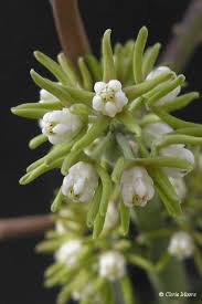 Image result for Schlechterella