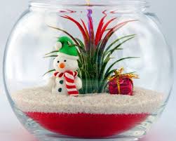 99 list list price $22.99 $ 22. Air Plant Terrarium Holiday Christmas Terrarium With Cute Snowman Mini Gift Box Red And White Sand And Air P Terrariums Kits Air Plant Terrarium Air Plants