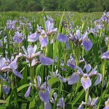 Here are some ideas for what other flowers can pair well with blue flowers: Blue Flag Iris Seeds Iris Versicolor American Meadows