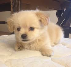 Shih tzu and golden retriever mix. Pin Tzu Dog Breed Information And Pictures