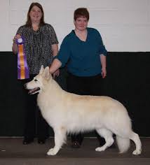 The first registered german shepherd dog therefore, per breed history, if the white gsd is not considered a german shepherd, then there my gsd puppy is now 8 months and we read your advice regularly. Minnesota Chapter Of The White German Shepherd Dog Club International Inc Home Facebook