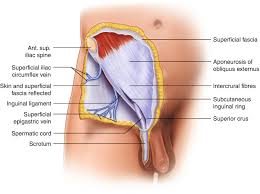 Check with your doctor sounds like it could be an inguinal hernia, and it maybe the bowel is pushing to * the area while you are walking or gravity is pulling area down. Anatomy Of The Inguinal Region Springerlink