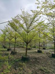 Image result for Terminalia mantaly