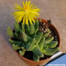 Image result for Hereroa