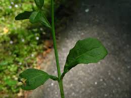 Image result for Pycreus pumilus