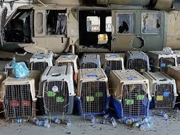 20 hours ago · the pentagon denied viral reports that the u.s. Cjx2bx Sg Obqm