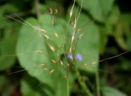 Image result for Chrysopogon