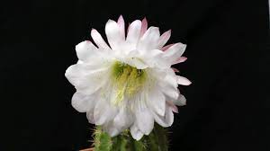 Some species flower at night and are pollinated by bats or moths. Big Bertha Echinopsis Bloom Time Lapse Youtube