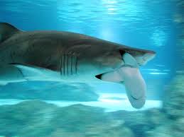 In Focus Sharks Shark Whale Shark Sharks Scary