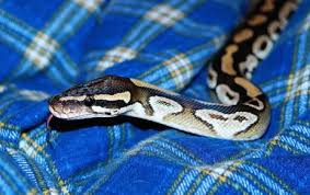 تفسير حلم رؤية الثعبان أو الحية أو الأفعى في البيت أو الفراش