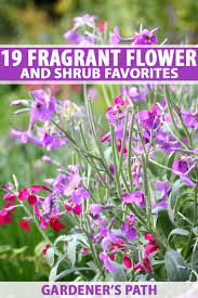 A native of peru, this flower is a summer annual that produces blooms in purples, blues, violets, and whites. 19 Fragrant Flower And Shrub Favorites Gardener S Path