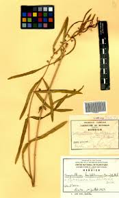 Image result for Xysmalobium heudelotianum