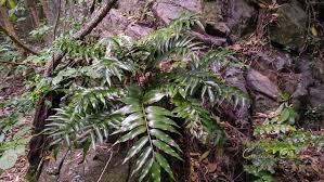 Image result for Asplenium currorii