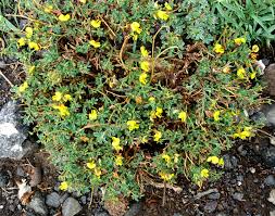 Image result for Crotalaria parvula