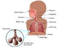 For the biochemical process, see respiration. Anatomy Of The Respiratory System In Children
