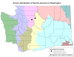 Image result for Swertia eminii