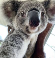 Rescuethekoalas On Instagram But First Let Me Take A Selfie Rescuethekoalas Koala Koalas Ch Cute Animals Cute Baby Animals Animals
