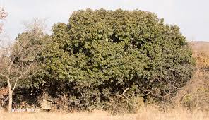 Image result for Englerophytum magalismontanum